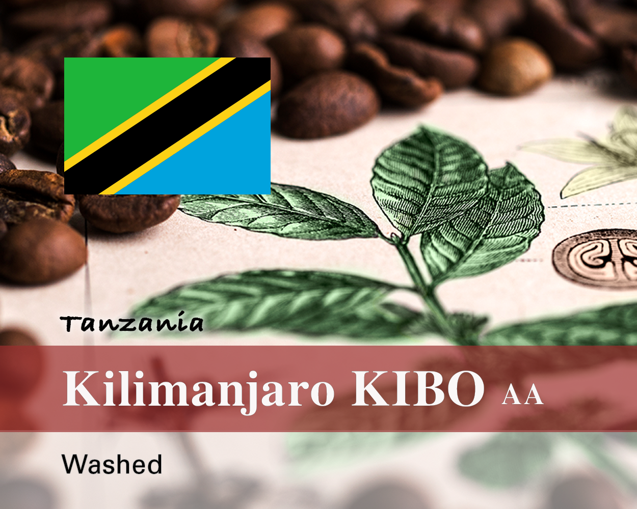 タンザニア|KIBO AA