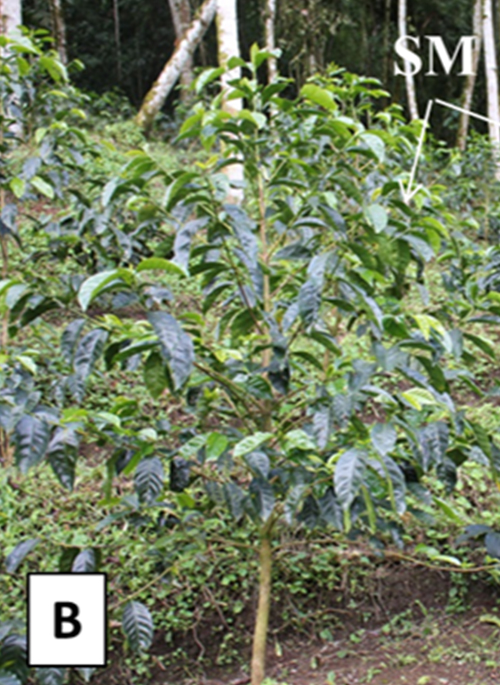 西ジャワの農園でユーカリの日陰樹とともに栽培されるTimor Hybridのコーヒーノキ