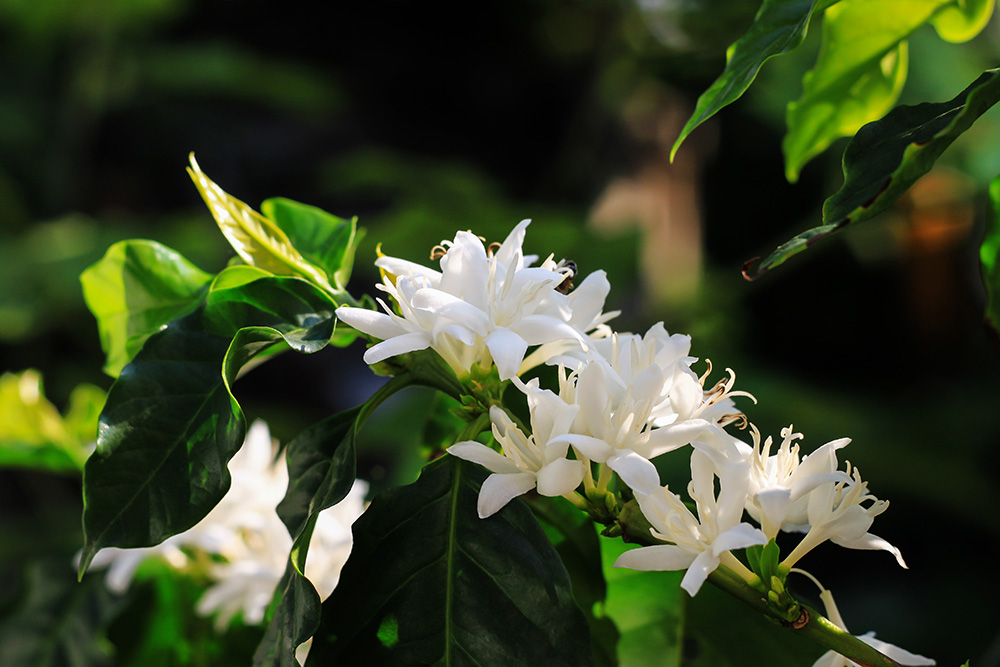 枝に咲く白いコーヒーの花
