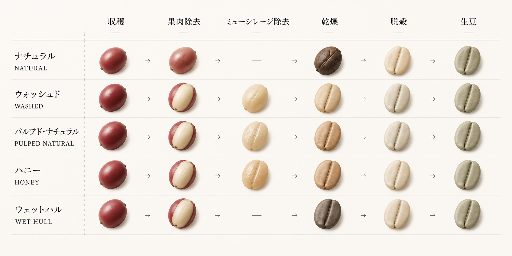 ナチュラル、ウォッシュド、パルプド・ナチュラル、ハニー、ウェットハルの5つのコーヒー精製方法と工程の比較